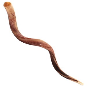 Yemenite Shofar 110-114 cm | 43-45 inches